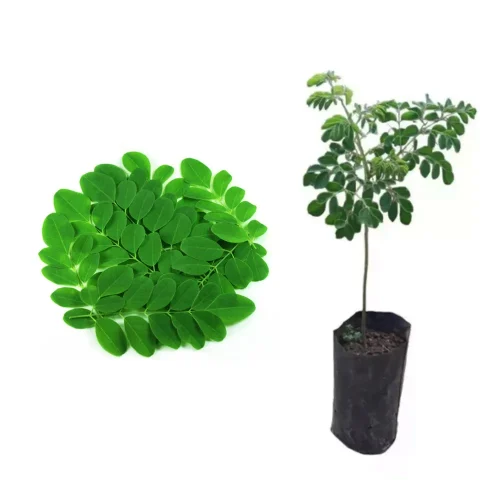 muda_de_moringa_pronta_para_plantio_10_cm_a_40_cm_1059_1_6dcdea28d0d98de5a13037b779327f4c