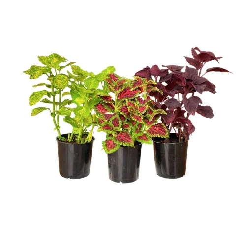 mudas_de_coleus_variacoes_p12_3_unidades_1735_1_07f67b15b5e47ac455e11446bc2aa339