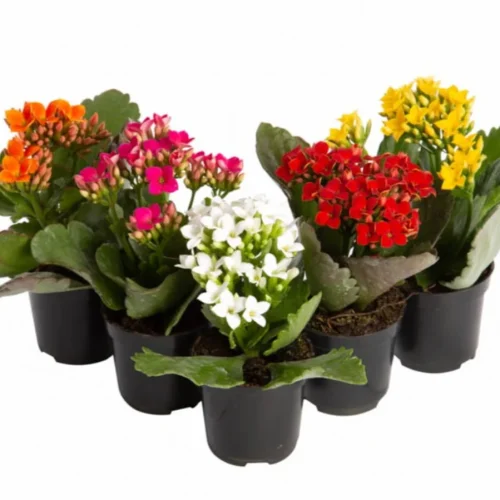 mudinha-mini-kalanchoe-pote-6-flor-da-fortuna-decoracao-centro-de-mesa