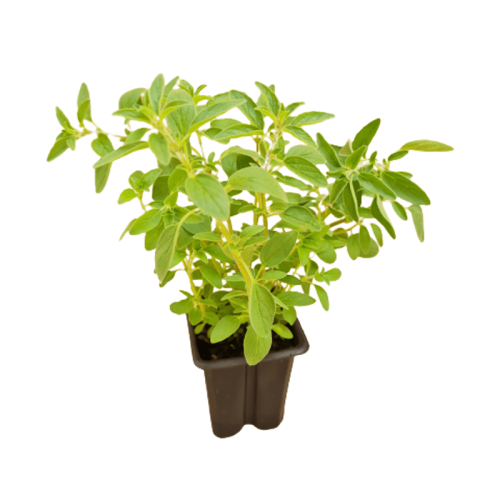oregano