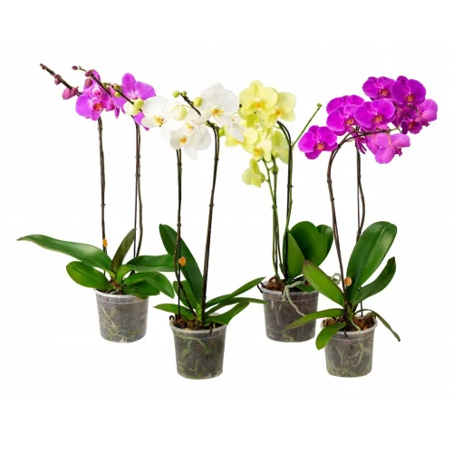 orquidea-phalaenopsis-veiling-holambra-vaso-15cm---cores-variadas-1