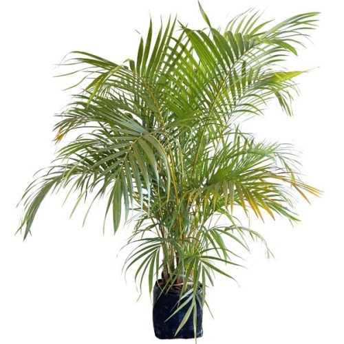 palmeira_areca_bambu_dypsis_lutescens_medio_planta_natural_92401386_ea7a_600x600
