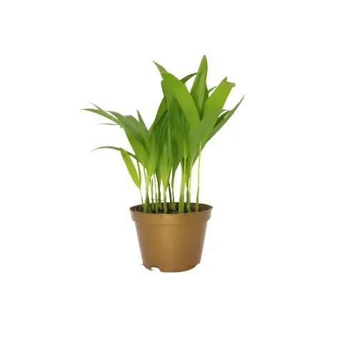 palmeira_areca_bambu_pote_11_9450_1_caa418fee6213d5bd5f5fa5b3cb7e7fa_20220412114302