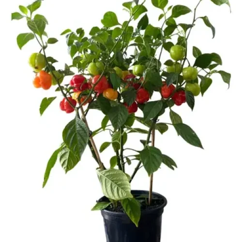 pimenta haba