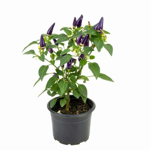 pimenta roxa