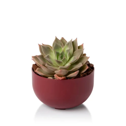 plantado-mini-cuia-geleia