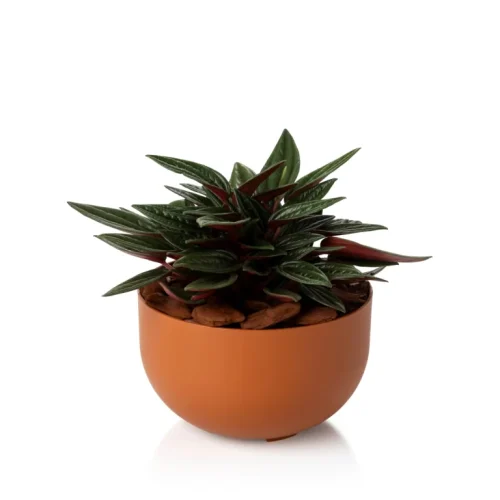 plantado-mini-cuia-terracota