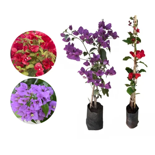 primavera
