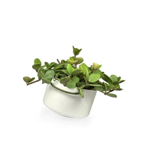 san-inclinado-calcario-peperomia-100
