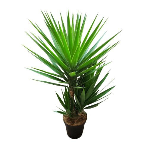 yucca