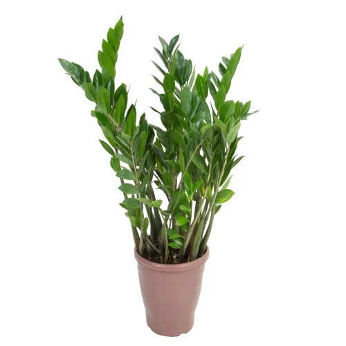 zamioculcas_